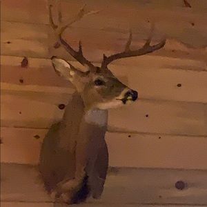 Meet your Posher, Steve